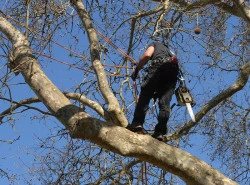 Élagage d'arbre Saint-Gilles-Croix-de-Vie